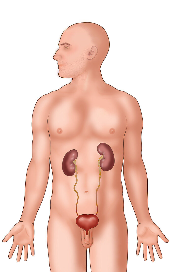 Urinary System,Illustration