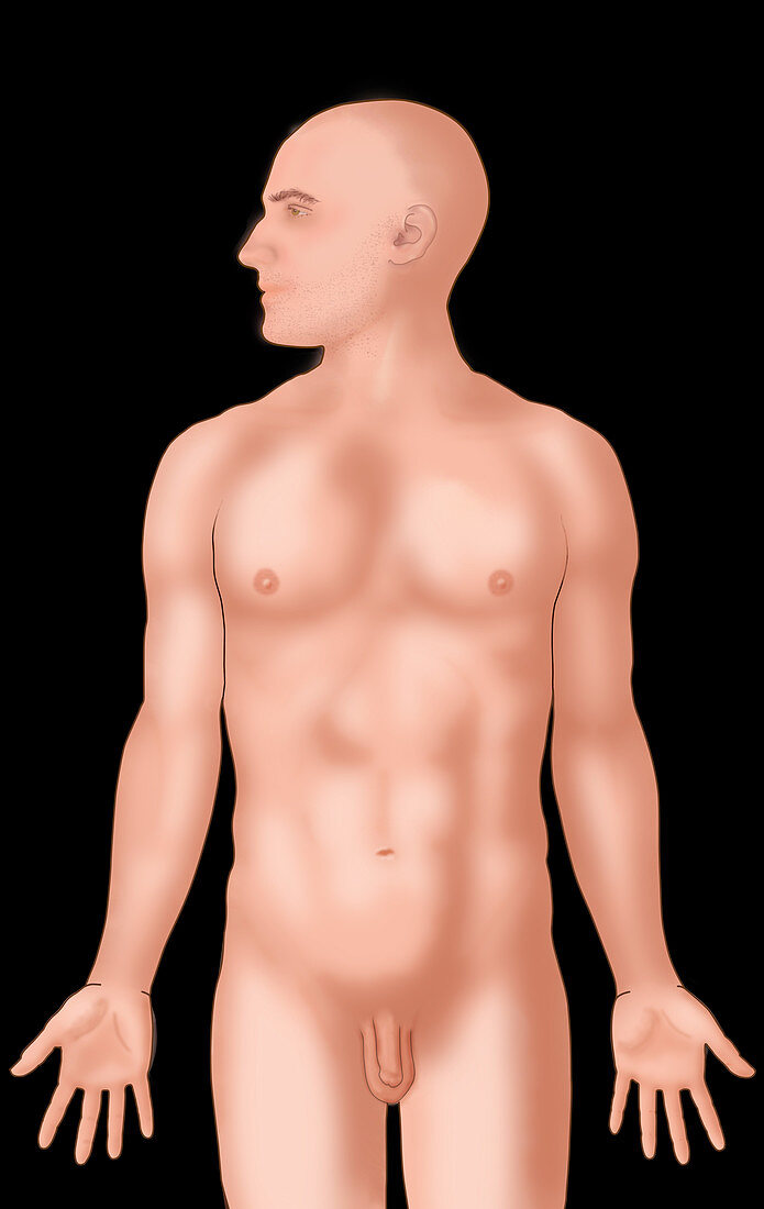 Anatomical Man,Illustration