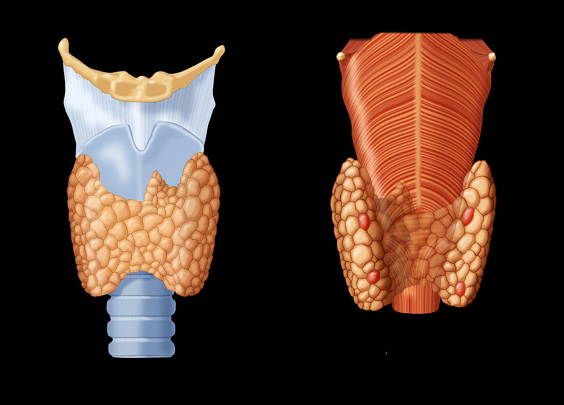 Thyroid & Parathyroid Gland,Illustration