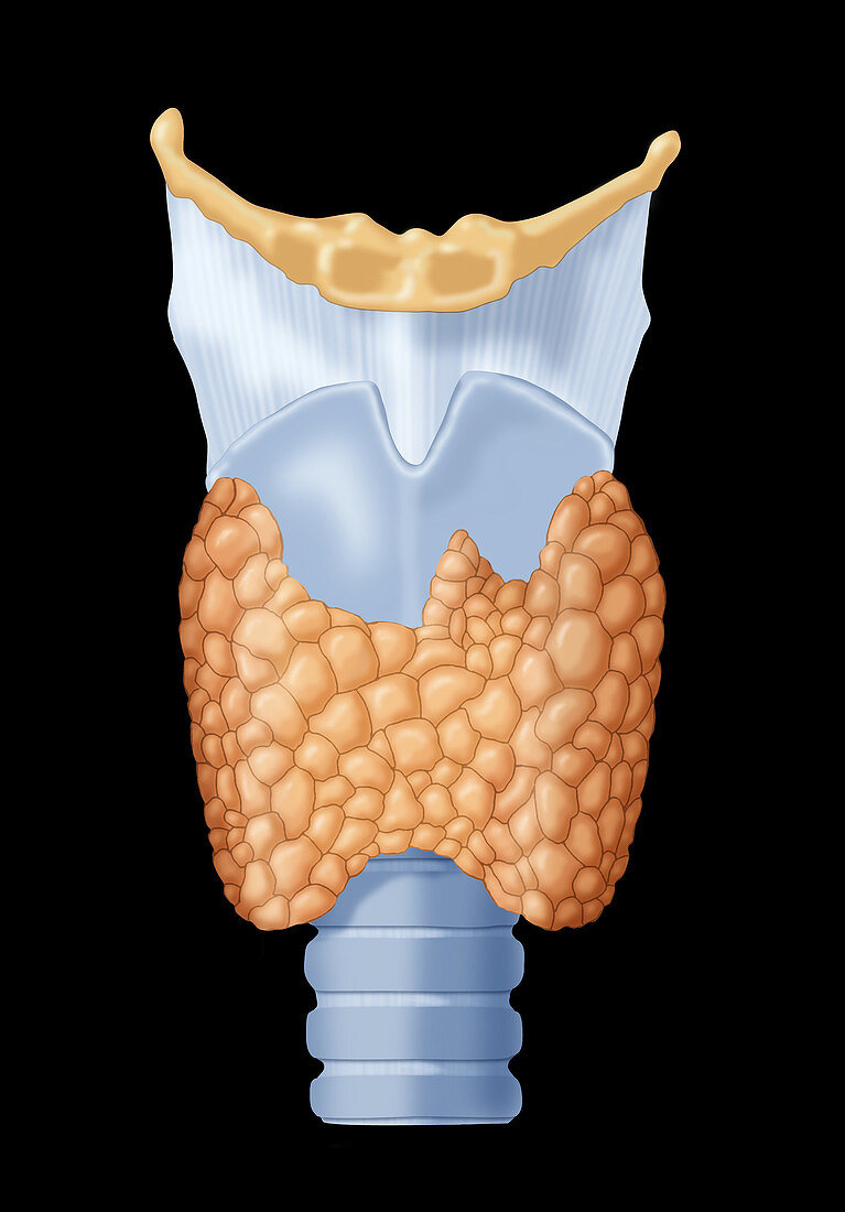 Thyroid Gland,Illustration