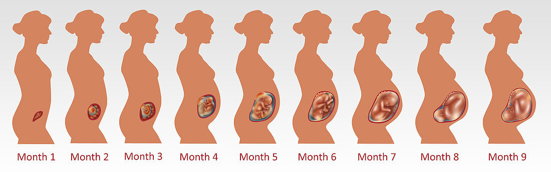 Fetal Growth,Illustration