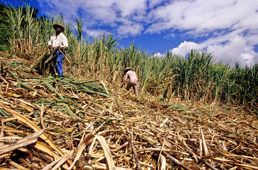 Men Cutting Sugar Cane,French Antilles
