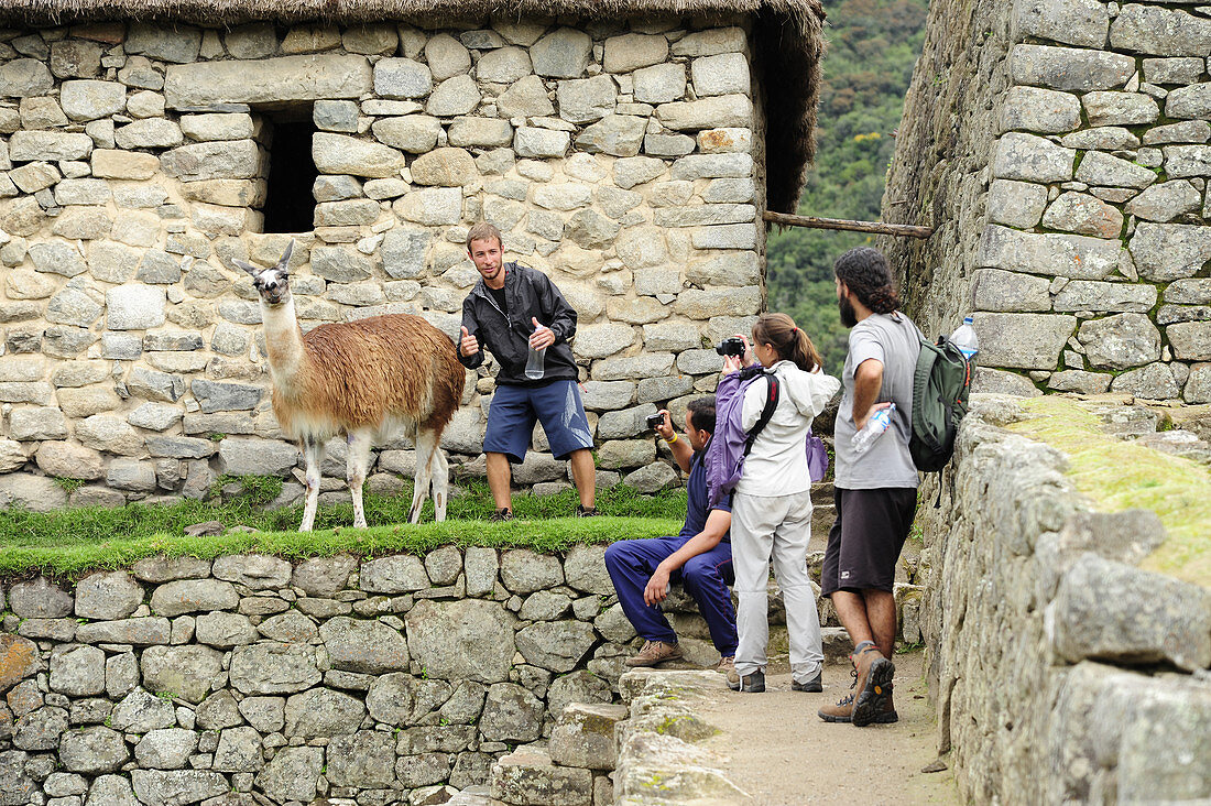 Llama Grazing and Tourist,Peru