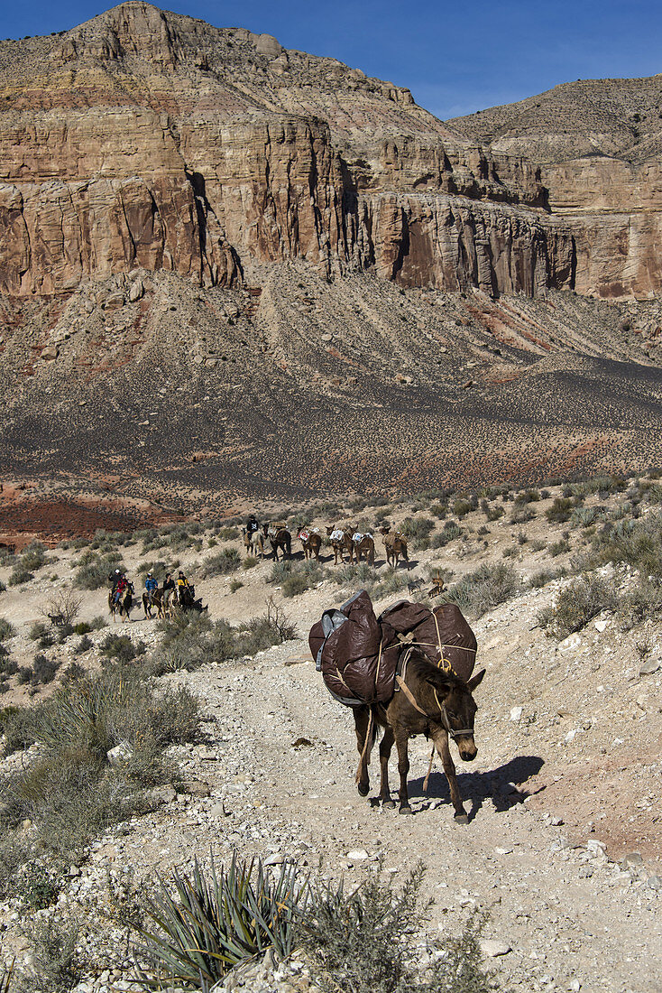 Mule Pack Train,Grand Canyon