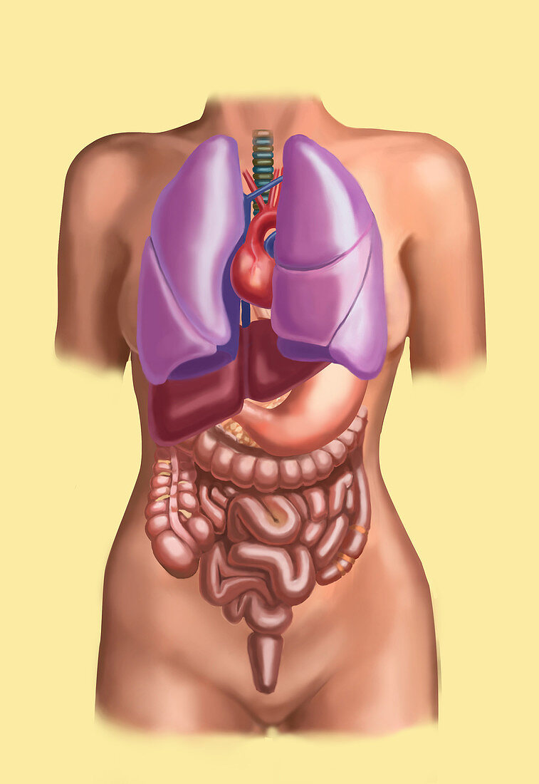 Organ System,Female Torso,Illustration