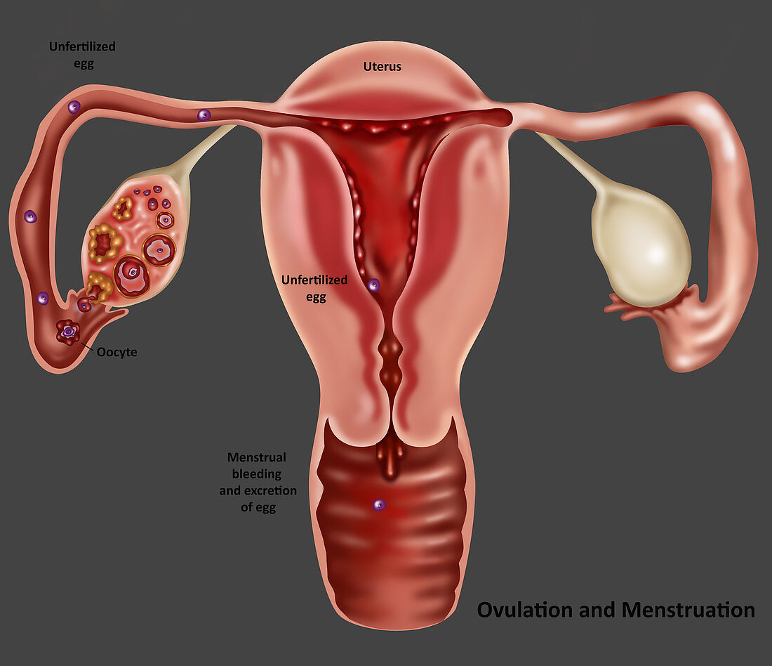 Ovulation,Illustration