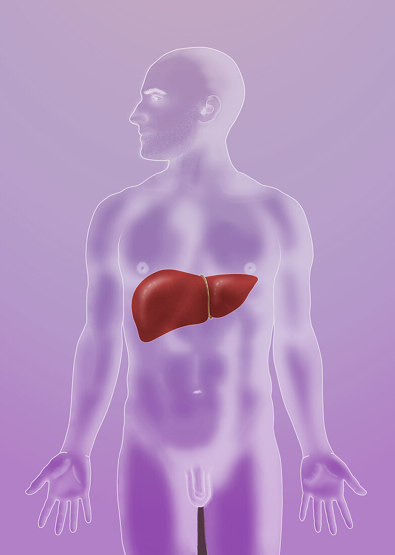 Anatomical Position,Liver,Illustration