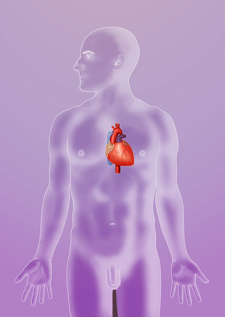 Anatomical Position,Heart,Illustration