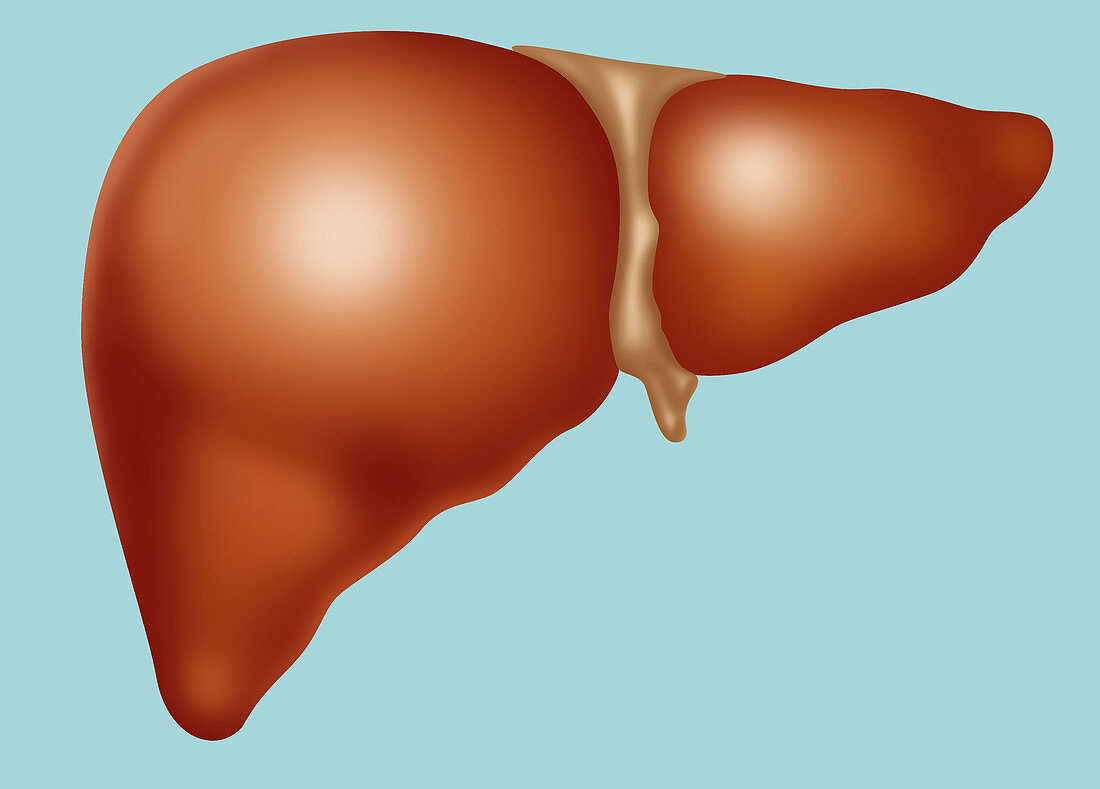 Normal Liver,Illustration