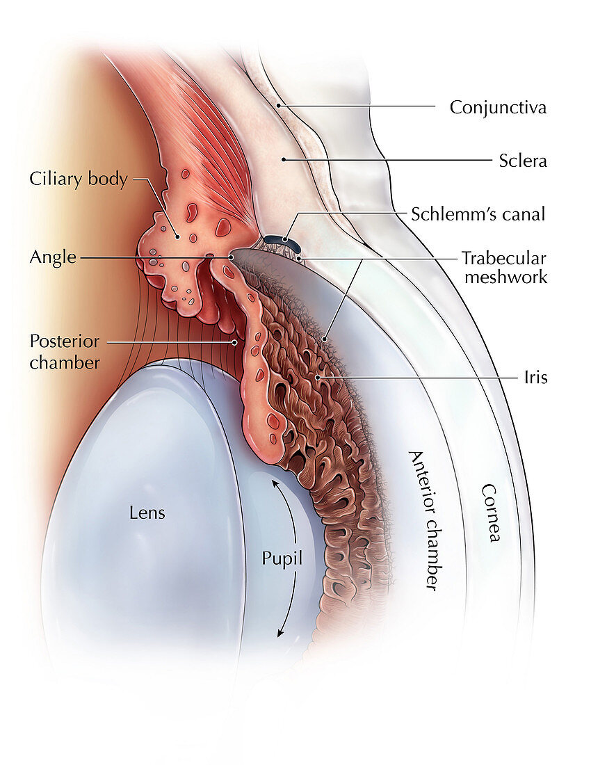 Anatomy of the Anterior Eye,Illustration
