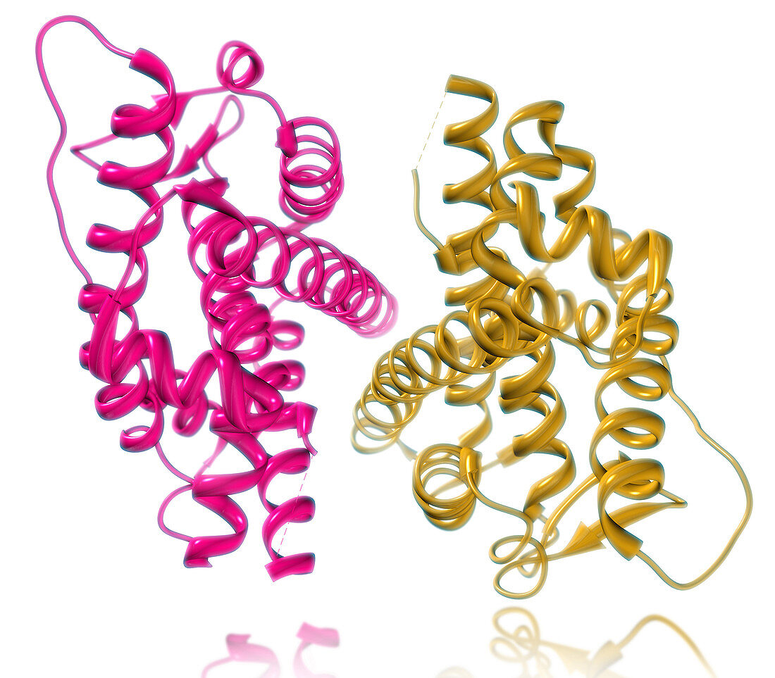 Estrogren Receptor Model,Illustration