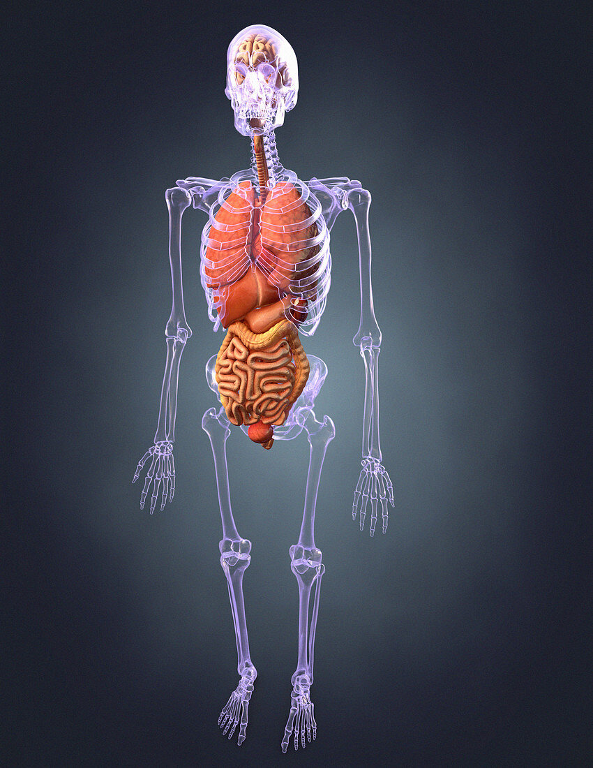 Male Skeleton with Organs,Illustration