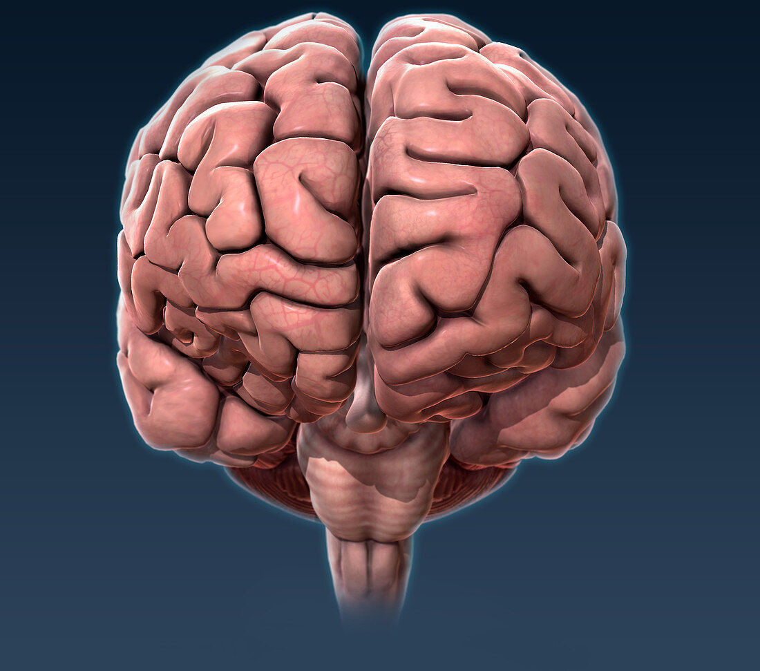 Human Brain,Anterior View,Illustration