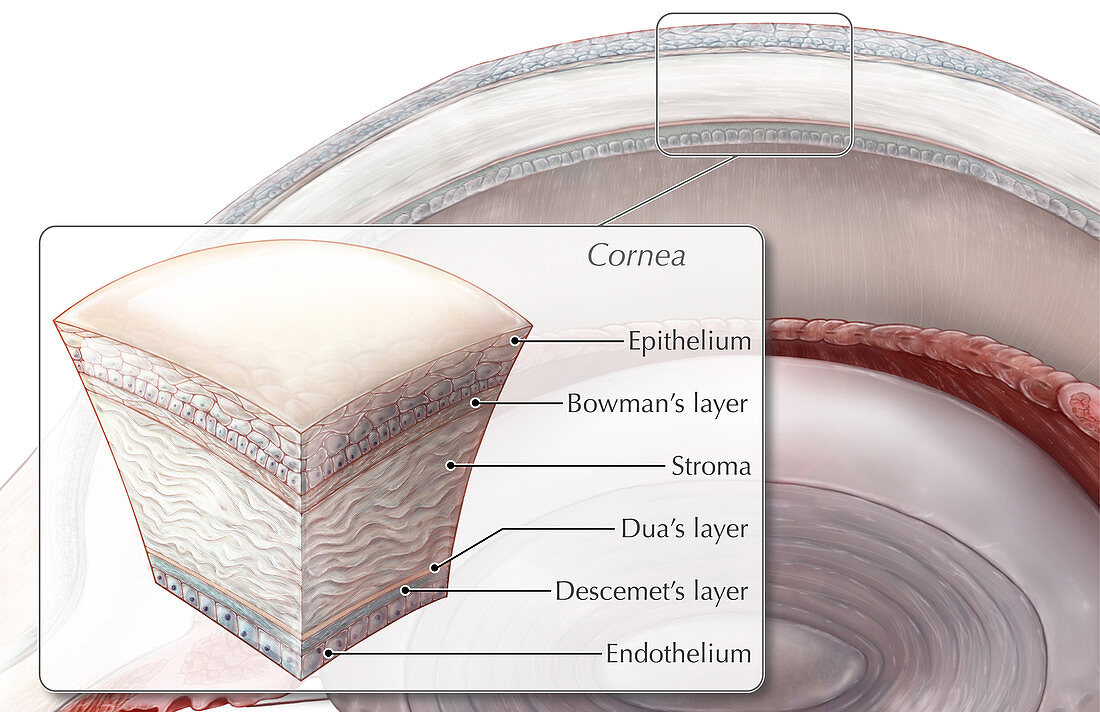 Cornea Section,Illustration
