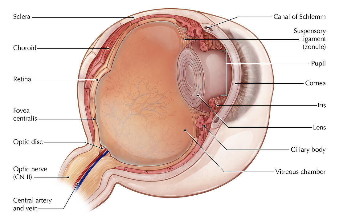Eye Anatomy Illustration,Illustration