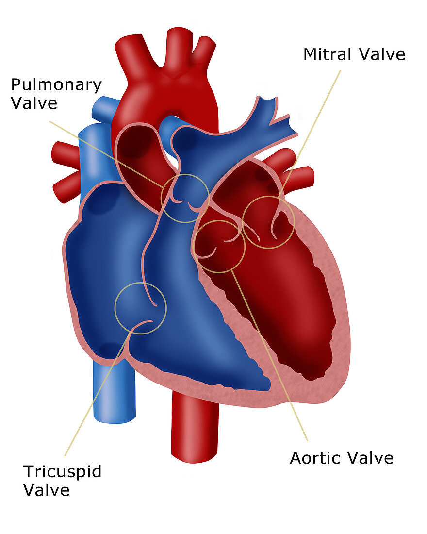 Heart Valves,Illustration