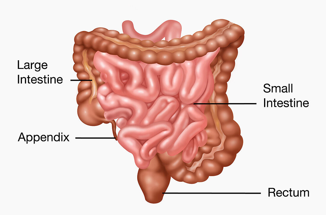 Gastrointestinal Tract,Illustration