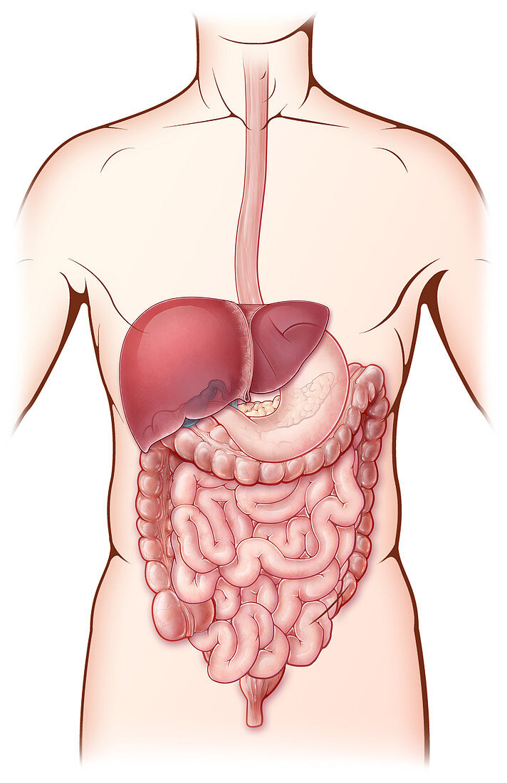 Digestive System,Illustration