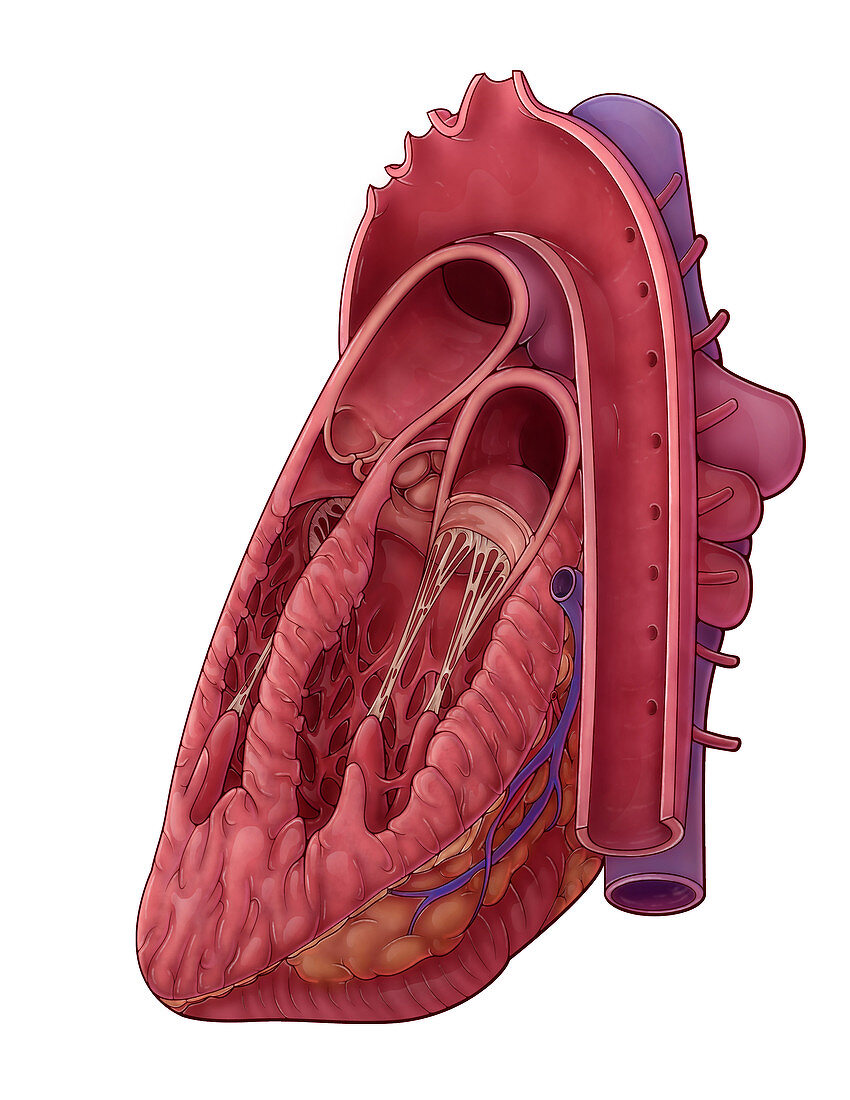Heart Cross Section,Illustration