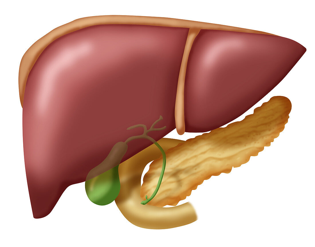 Liver and Organs,Illustration