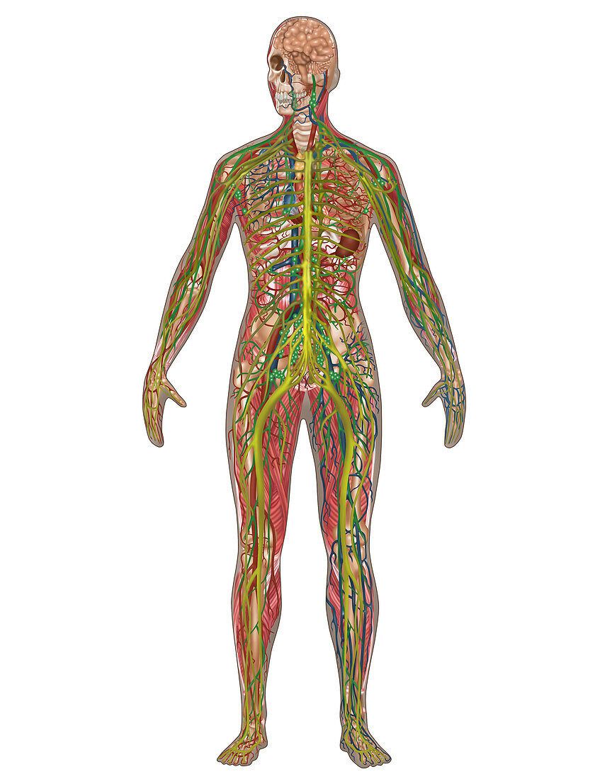 5 Body Systems,Female,Illustration