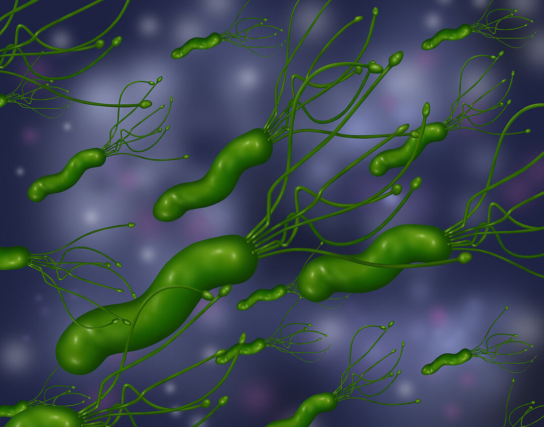 Helicobacter Pylori,Illustration