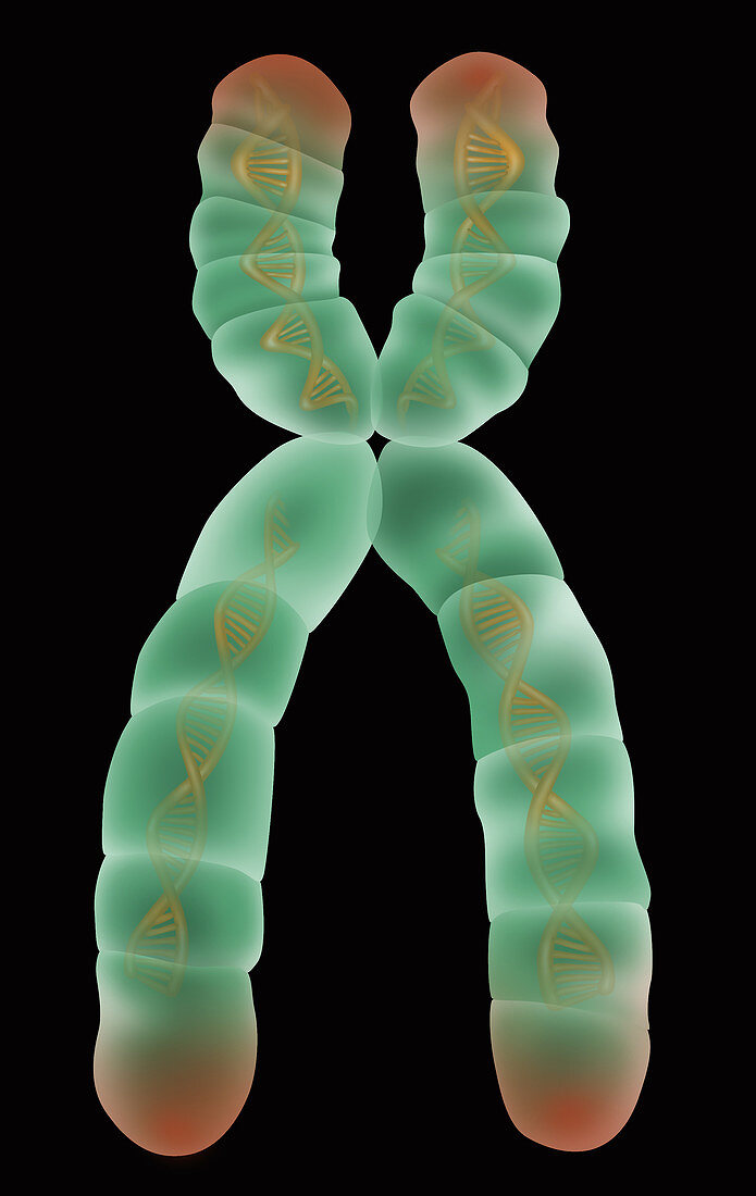 Chromosome Structure,Illustration