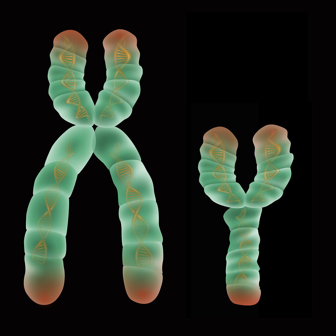 XY Chromosome,Illustration