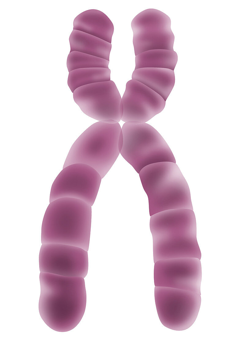 X Chromosome,Illustration