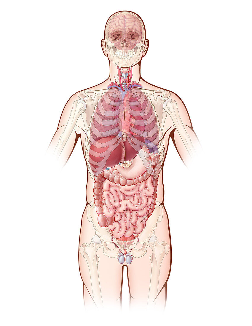 Organ Systems,Illustration