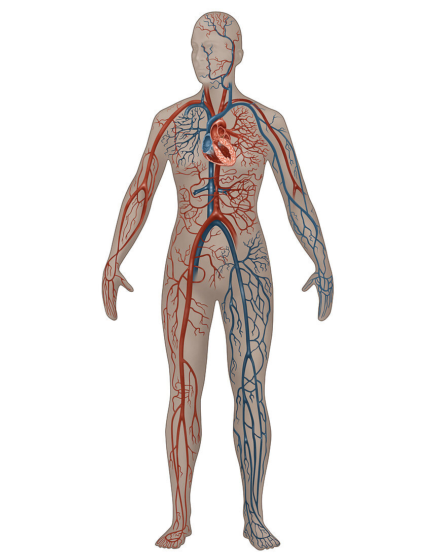 Circulatory System,Female,Illustration