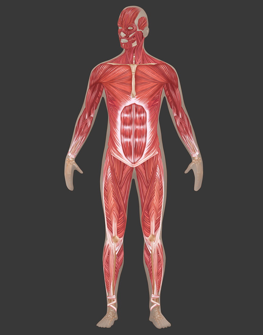 Muscular System,Male,Illustration