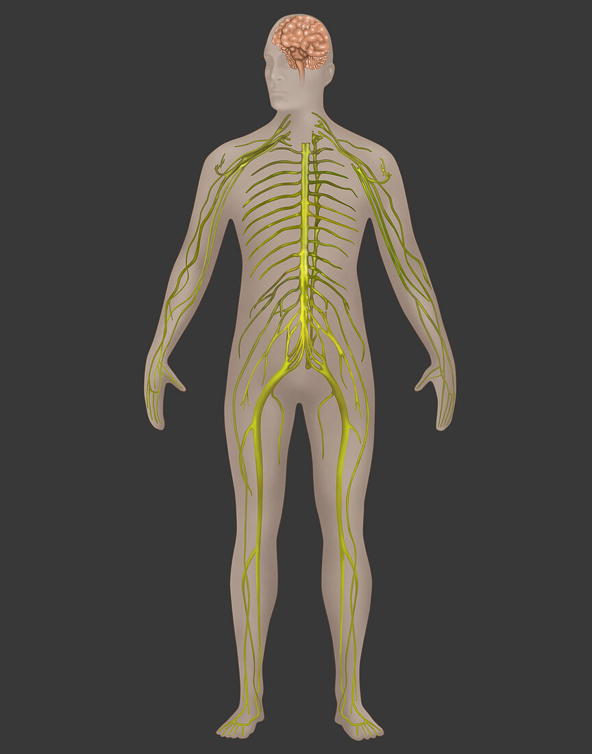 Nervous System,Male,Illustration