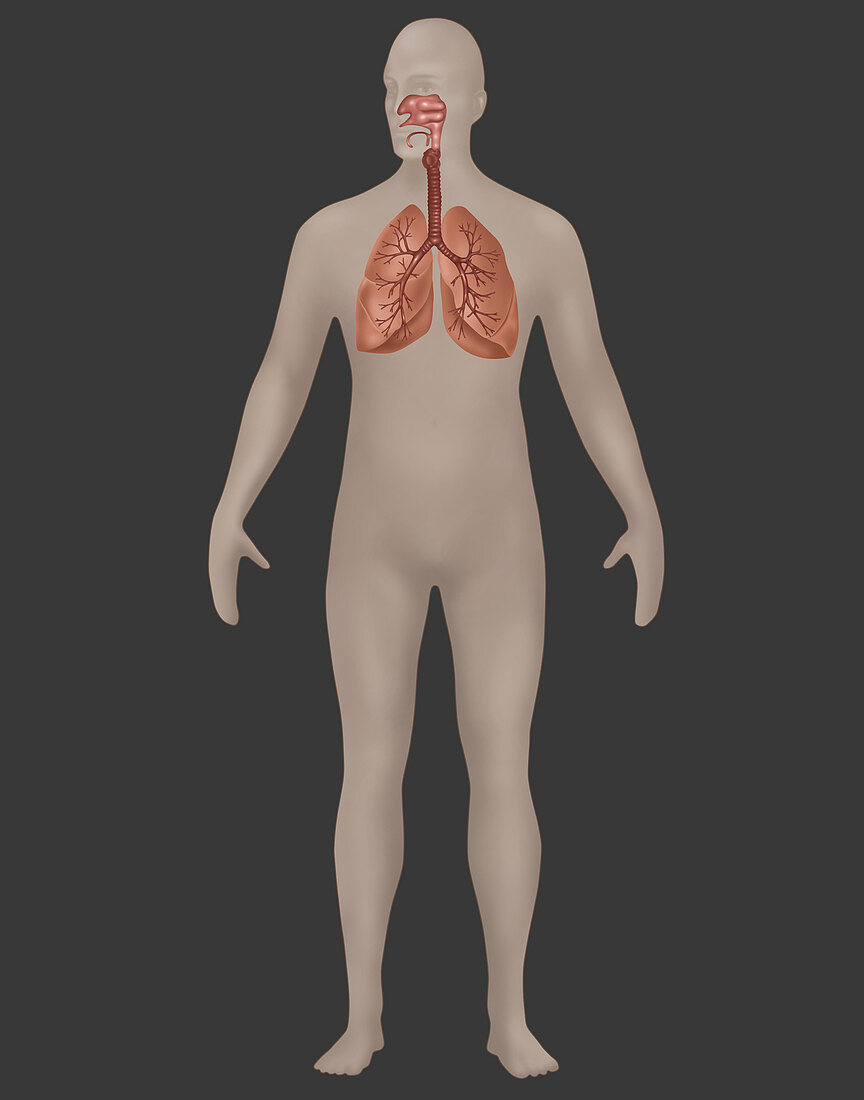 Respiratory System,Male,Illustration