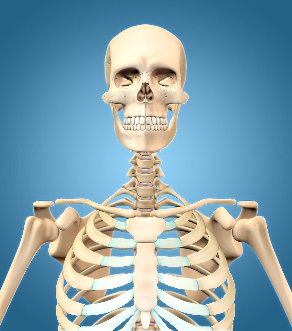 Human Skeleton,Upper Body,Illustration