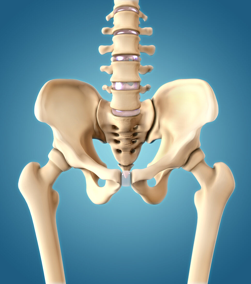 Bones of the Hip,Illustration