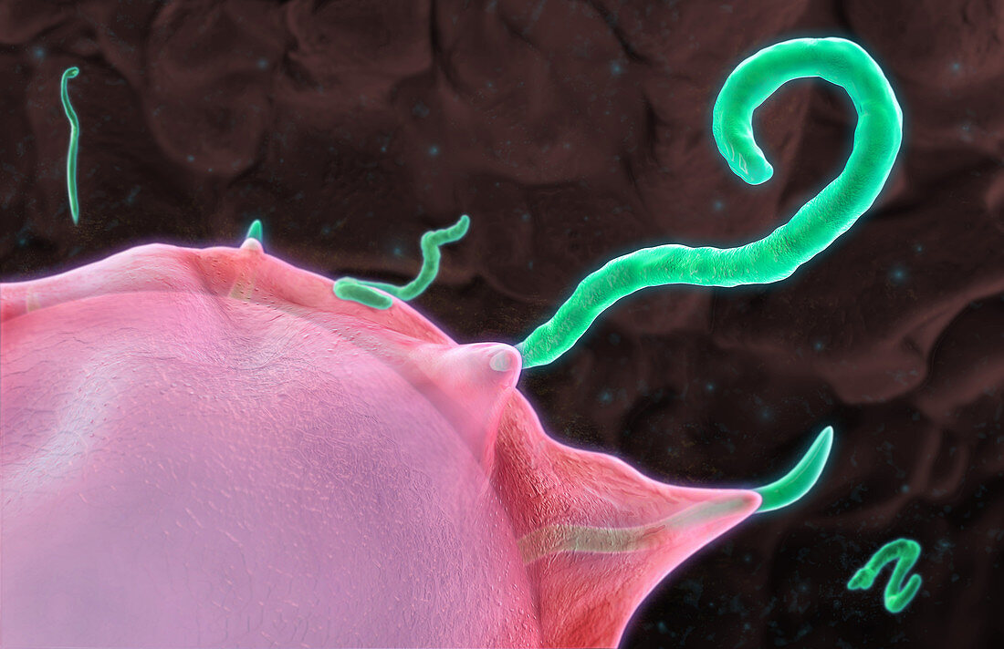 Budding Ebola Virus,Illustration