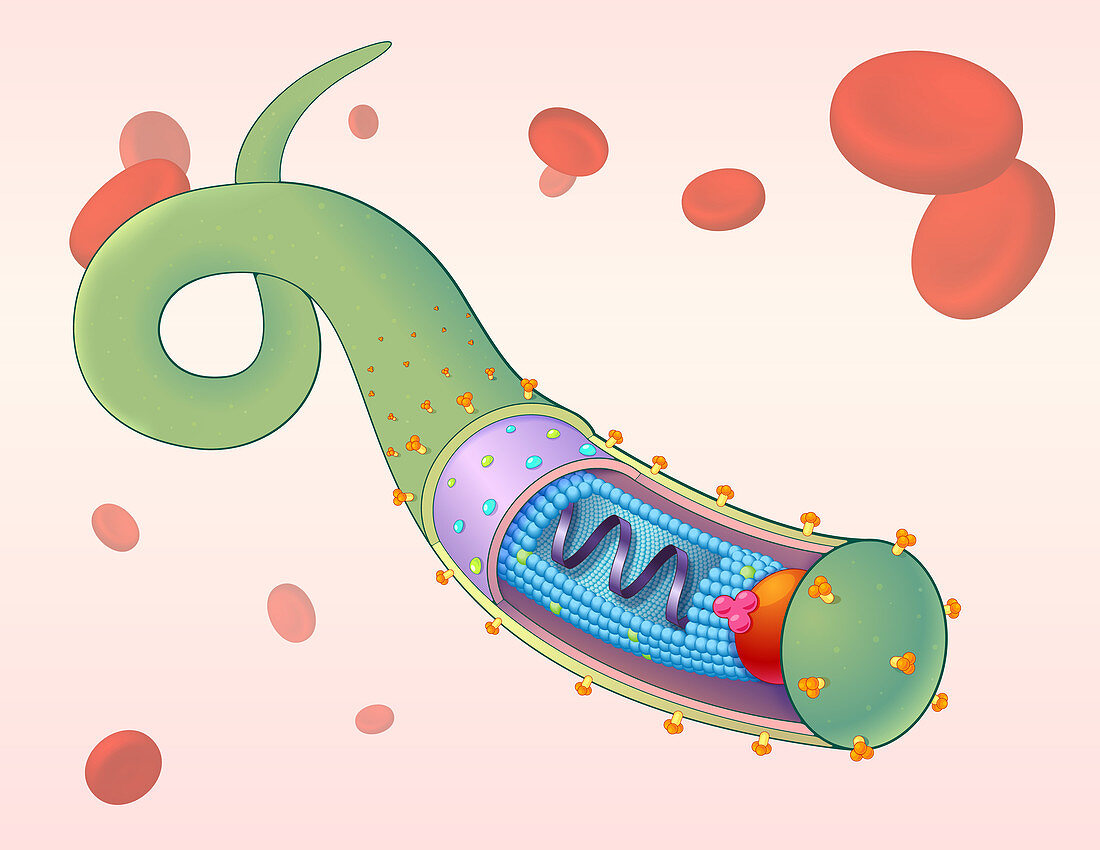 Ebola Virus,Illustration