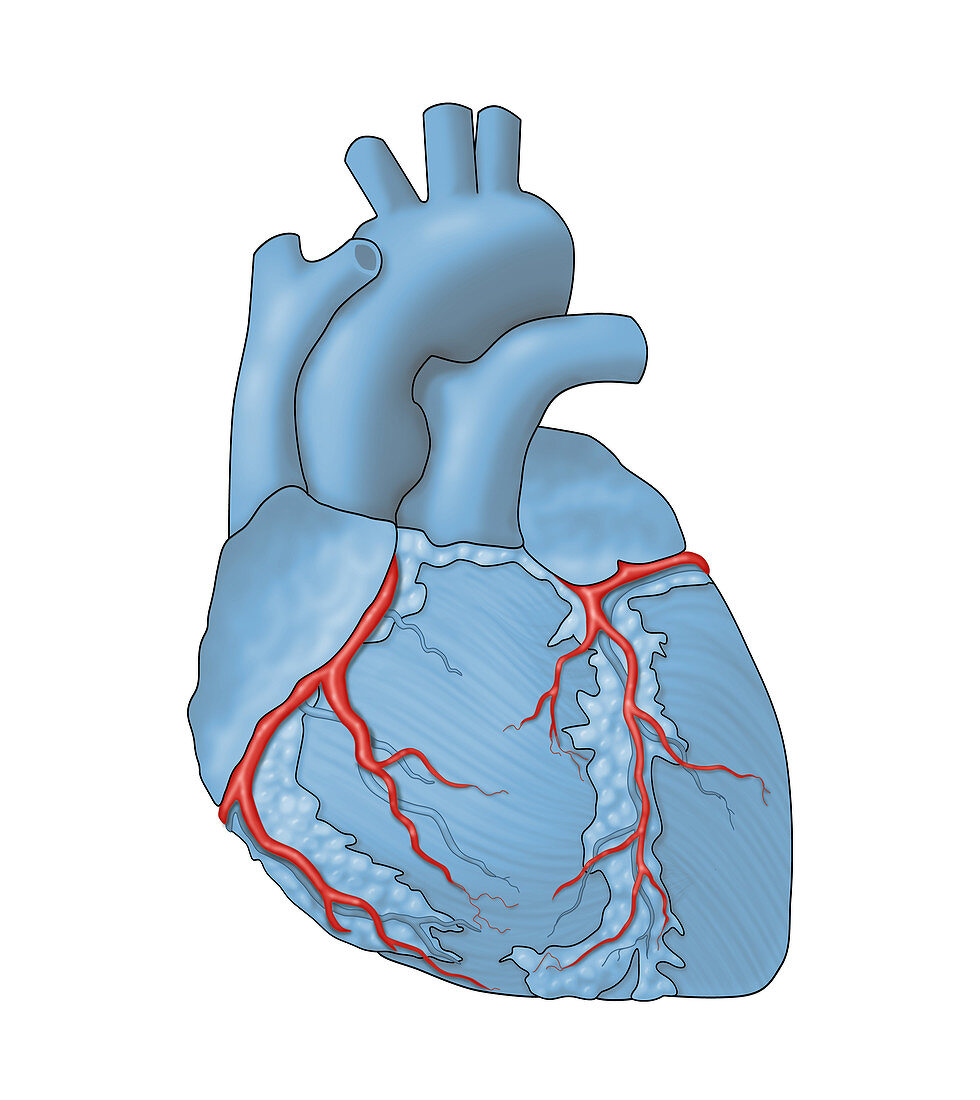 Coronary Arteries,Illustration