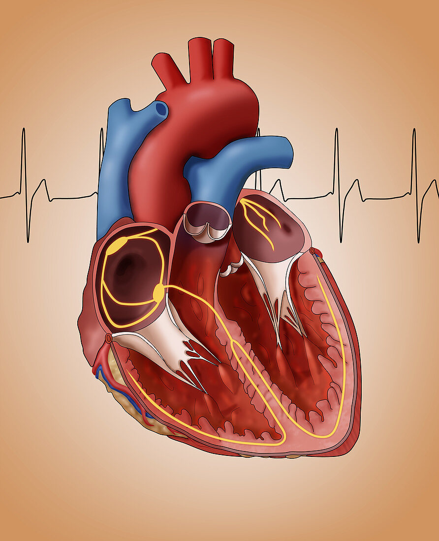 Heart's Electrical System,Illustration