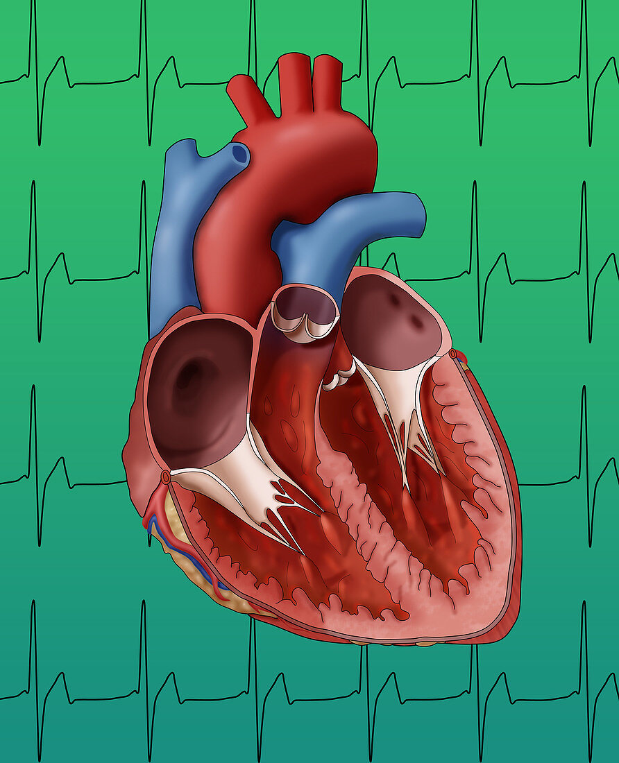 Heart,Internal Anatomy,Illustration
