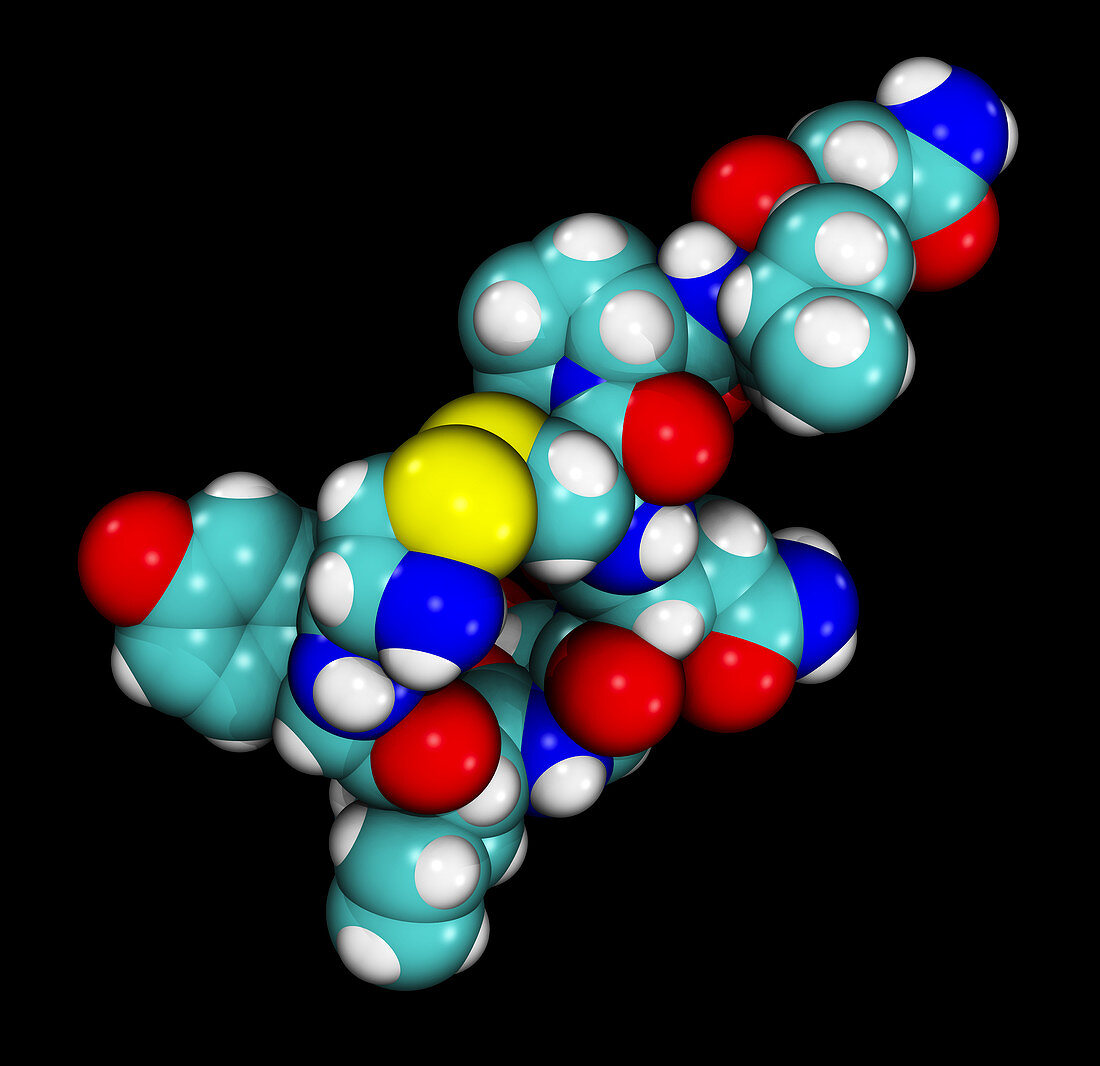 Oxytocin,Molecular Model,Illustration