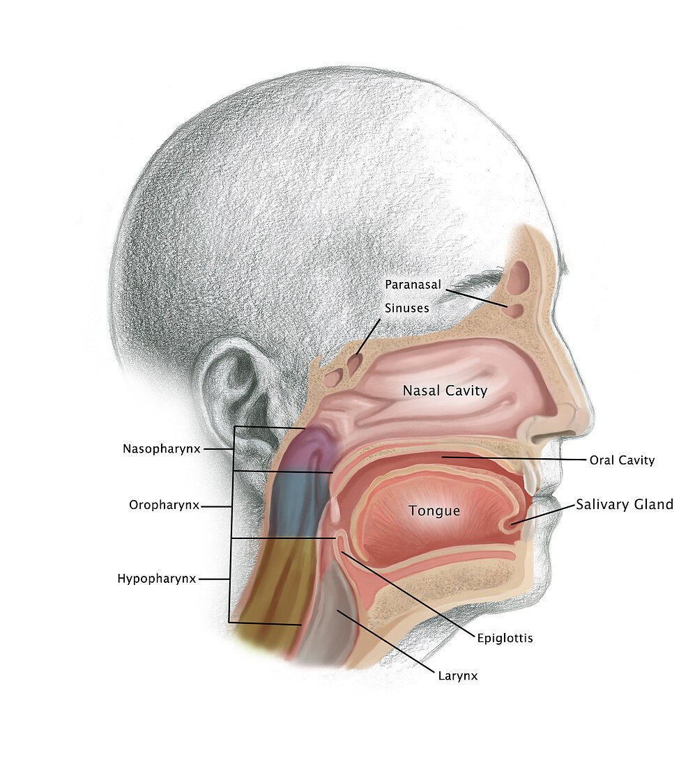 Head and Neck Cancer,Illustration