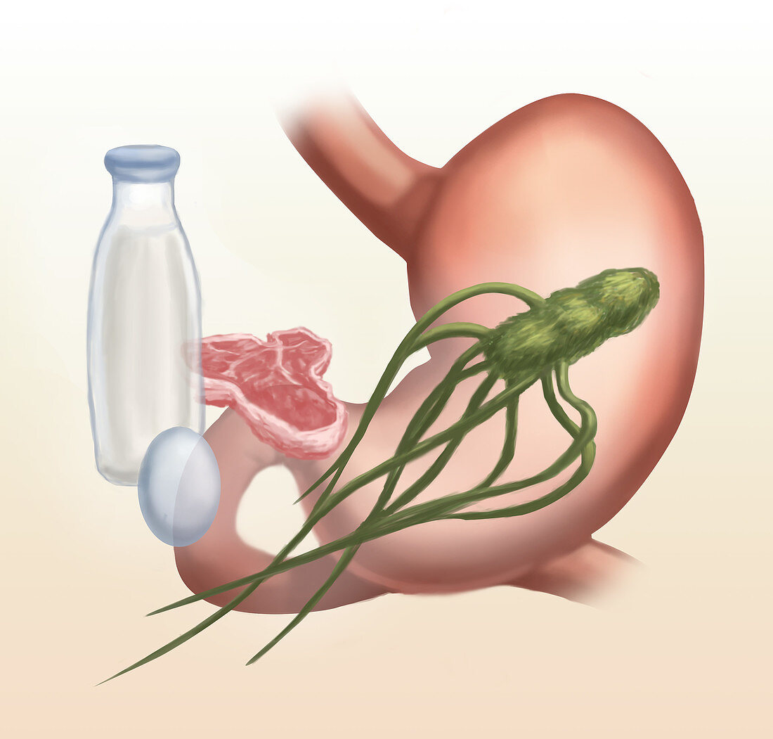 Salmonella,Illustration