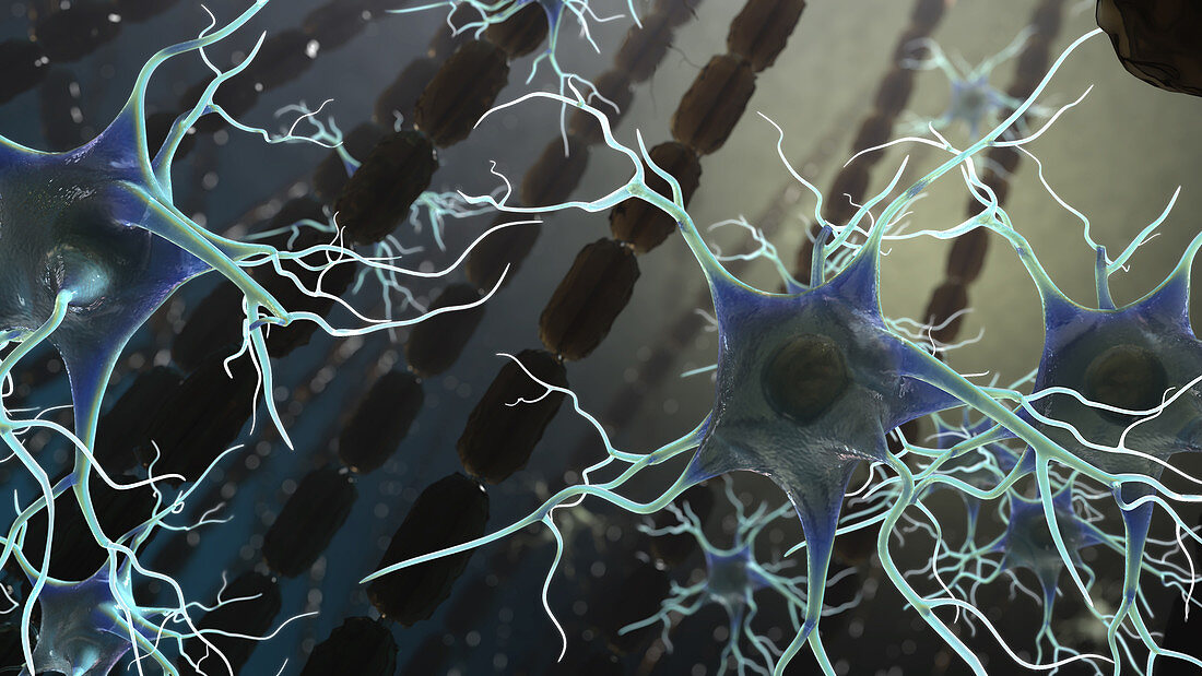 Myelin and Glial Cells,MS,Illustration