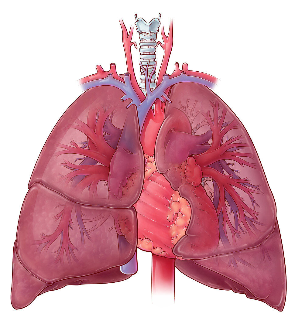Heart and Lung Anatomy,Illustration