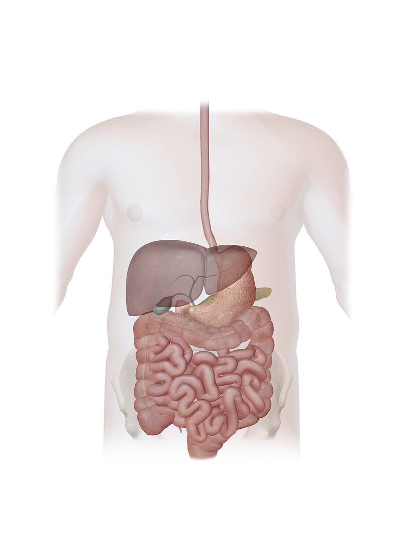 Digestive Tract,Illustration