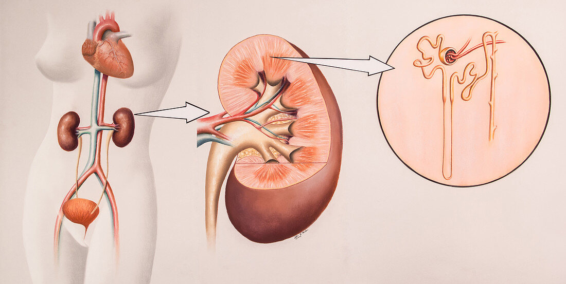 Kidney And Nephron,Illustration
