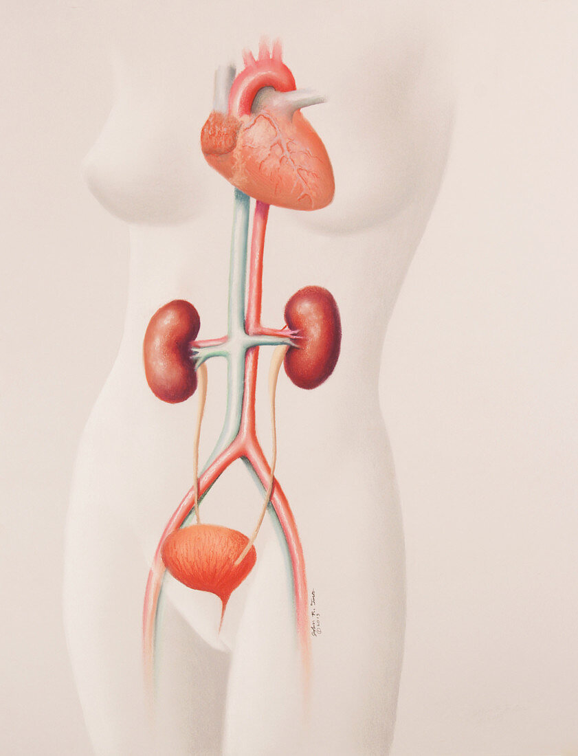 Position of Kidneys,Illustration
