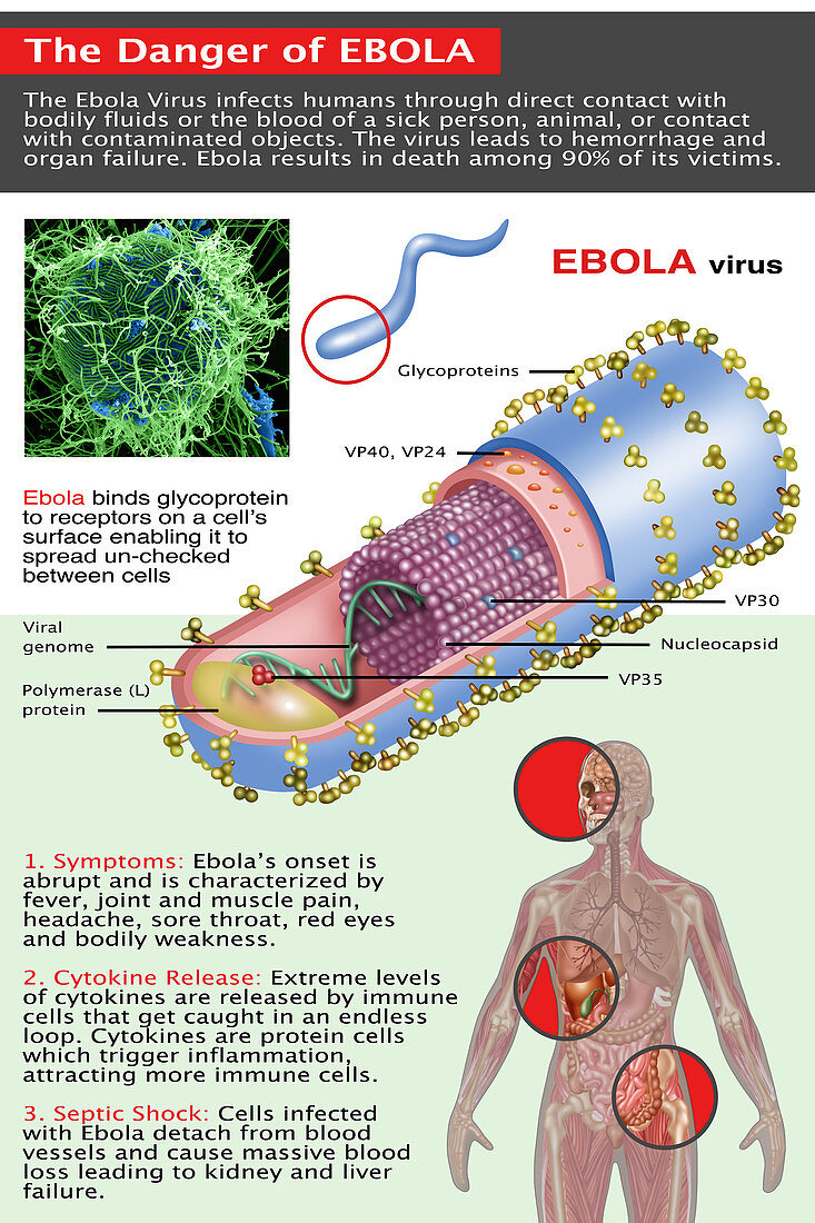 The Danger of Ebola,Illustration